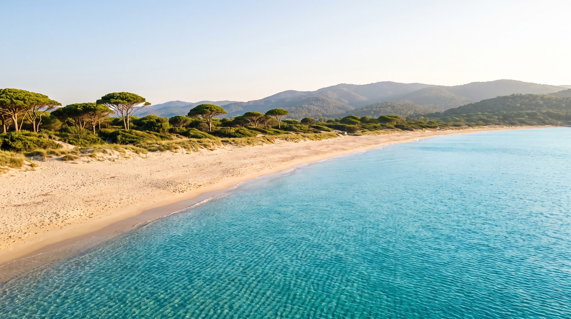An empty stretch of pale sand under umbrella pines, turquoise water running up the shore