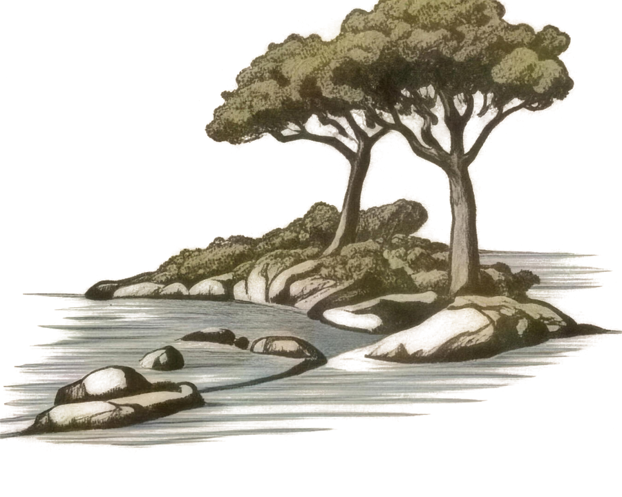 Engraved umbrella pines on the Lérins islands